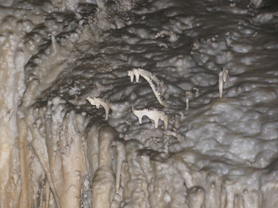Jenolan cave seahorses